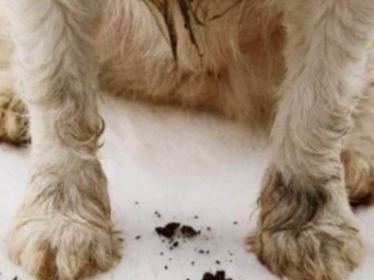 Wie man die Pfoten eines Hundes auf 7 einfache Arten reinigt